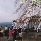 春の日帰り旅行　2002.4.6 山頂の枝垂桜