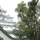 春の日帰り旅行　兵庫 2006年4月15日（土） 〜 姫路城と灘の酒蔵 〜