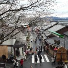 春の日帰り旅行　～吉野山～ 2008年4月10日(木)