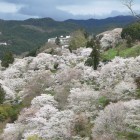 春の日帰り旅行　～吉野山～ 2008年4月10日(木)