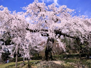 円山公園の桜