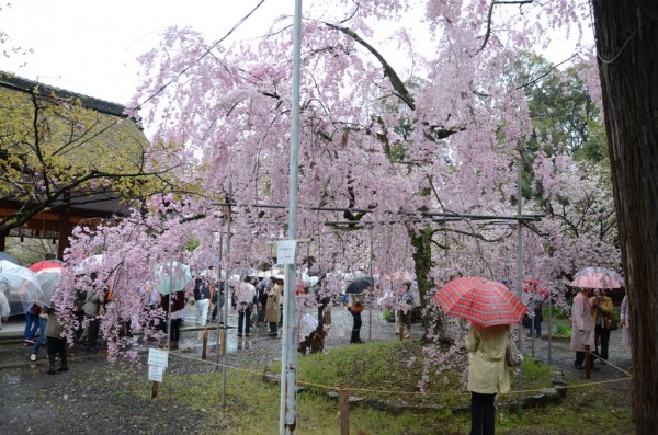 sakura